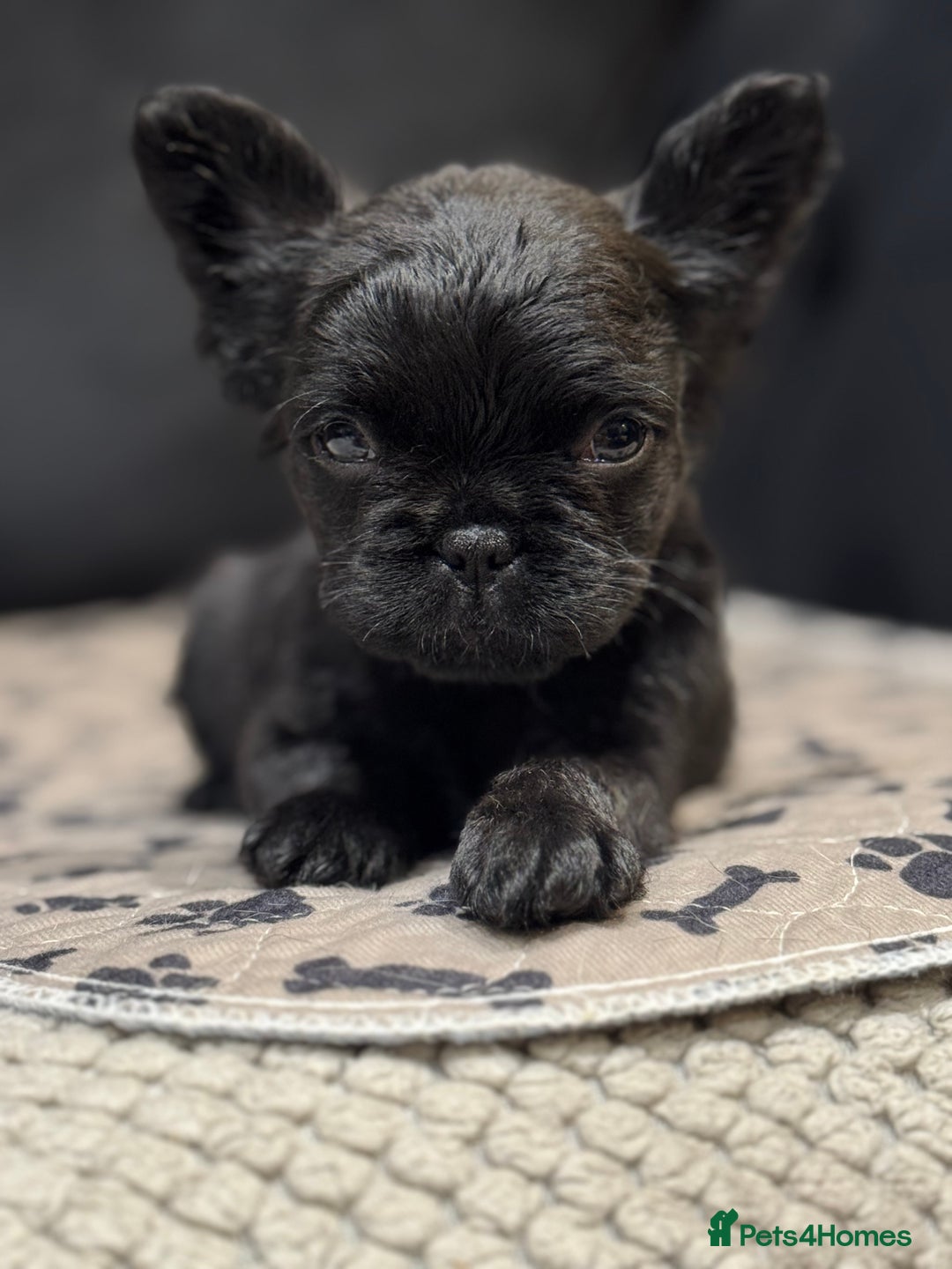 French Bulldog dogs for sale: Beautiful French Bulldogs Males  - Advert 4