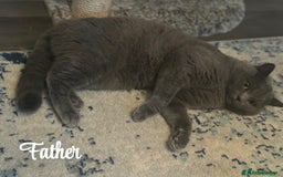 British Shorthair cats for sale: British shorthair kittens  - Image 8