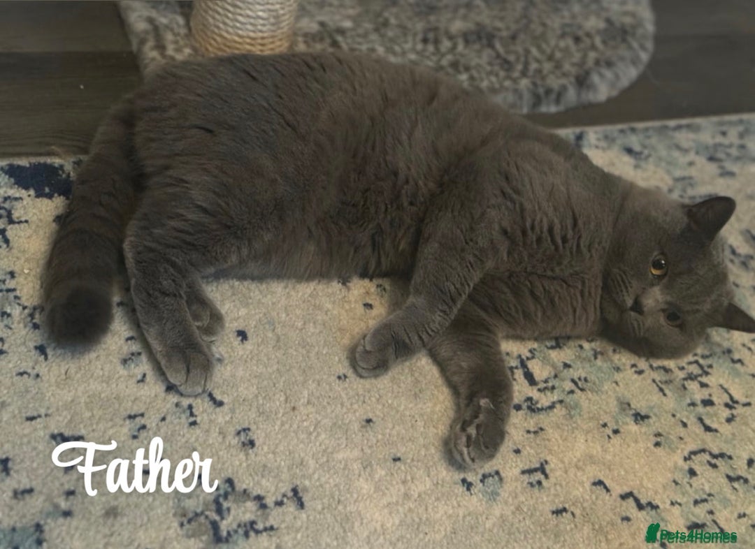 British Shorthair cats for sale: British shorthair kittens  - Image 8