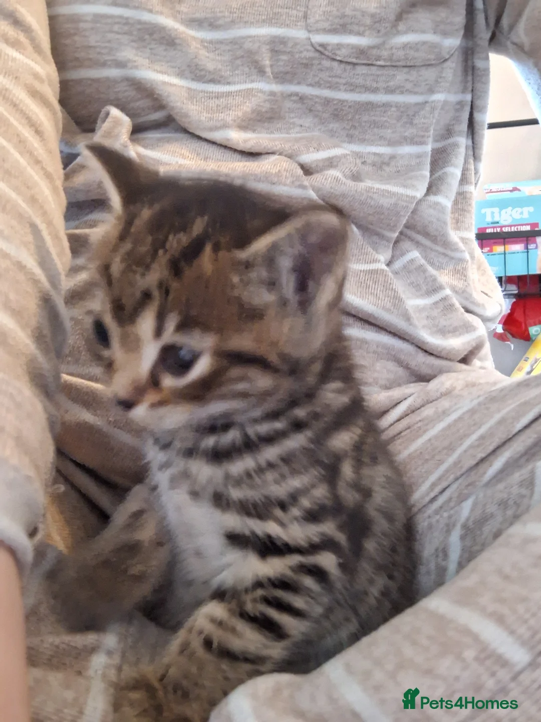 Bengal cats for sale: Gorgeous bengal mix babies just 1 left!! - Advert 2