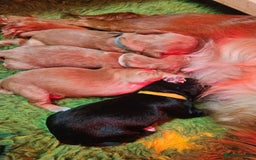 Cocker Spaniel dogs for sale: Beautiful cocker spaniel  - Image 2