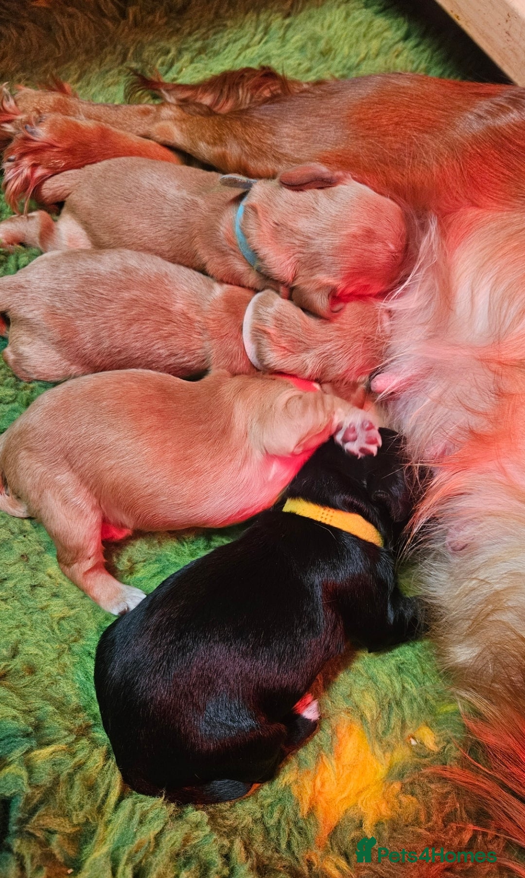 Cocker Spaniel dogs for sale: Beautiful cocker spaniel  - Image 2