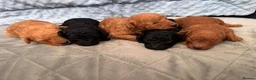 Toy Poodle dogs for sale: KC Registered Miniature Toy Poodle Puppies forSale - Advert 30