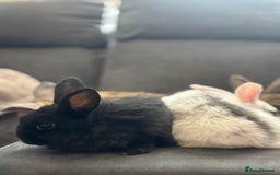 Mini Lion Lop rabbits for sale: Lion lop baby bunnies  - Image 3