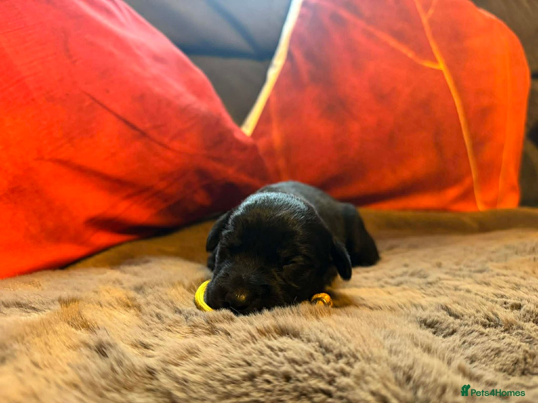 Mixed Breed dogs for sale: Labrador retriever cross - Advert 13