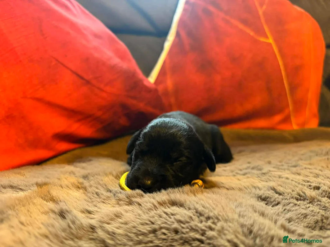 Mixed Breed dogs for sale: Labrador retriever cross - Advert 10