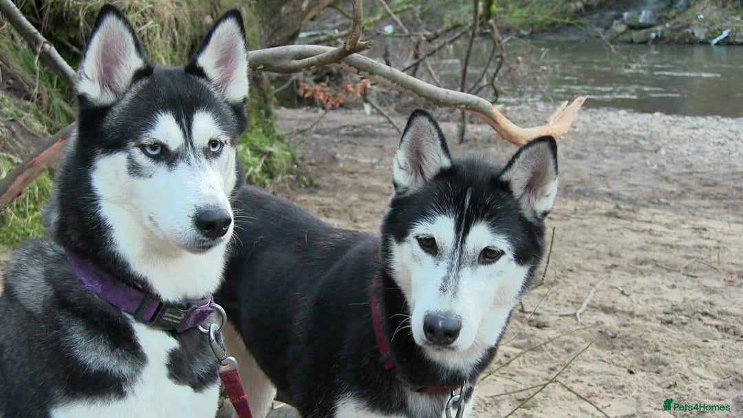 Siberian Husky dogs for sale: 💔 Urgent! Husky Duo (FREE Adoption) 💔 - Advert 1