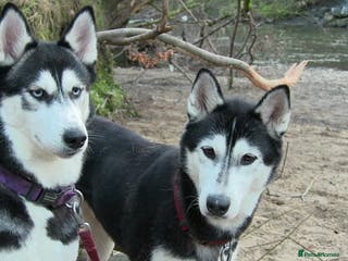 Siberian Husky dogs 💔 Urgent! Husky Duo 💔 - Advert 13