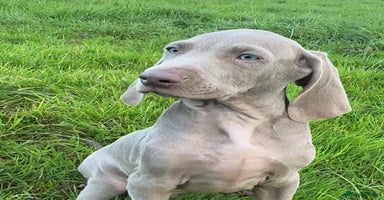 Weimaraner dogs - Advert 11