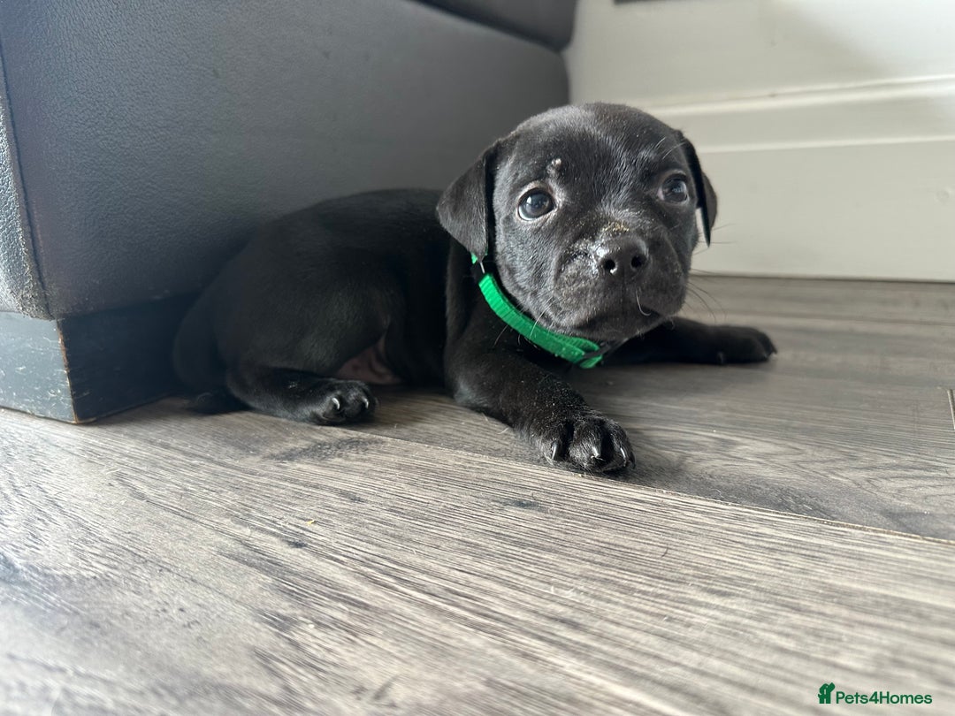 Staffordshire Bull Terrier dogs for sale: 🔥 Stunning Staffordshire Bull Terriers 🔥 - Image 20