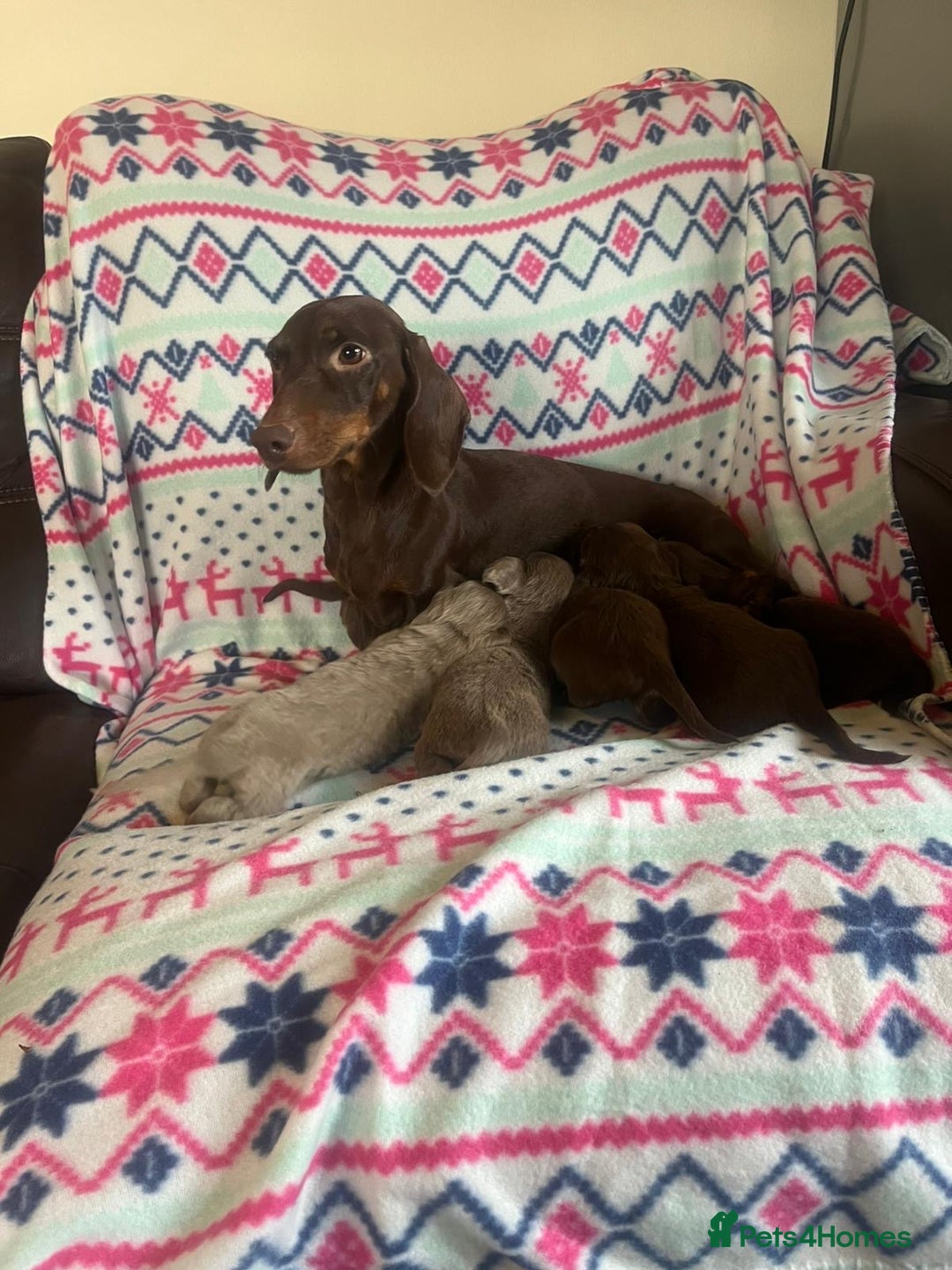 Miniature Dachshund dogs for sale: Miniature dachshund puppies  - Advert 3