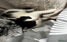 British Shorthair cats for sale: British Shorthair Kittens – Black & White & Beige - Image 1