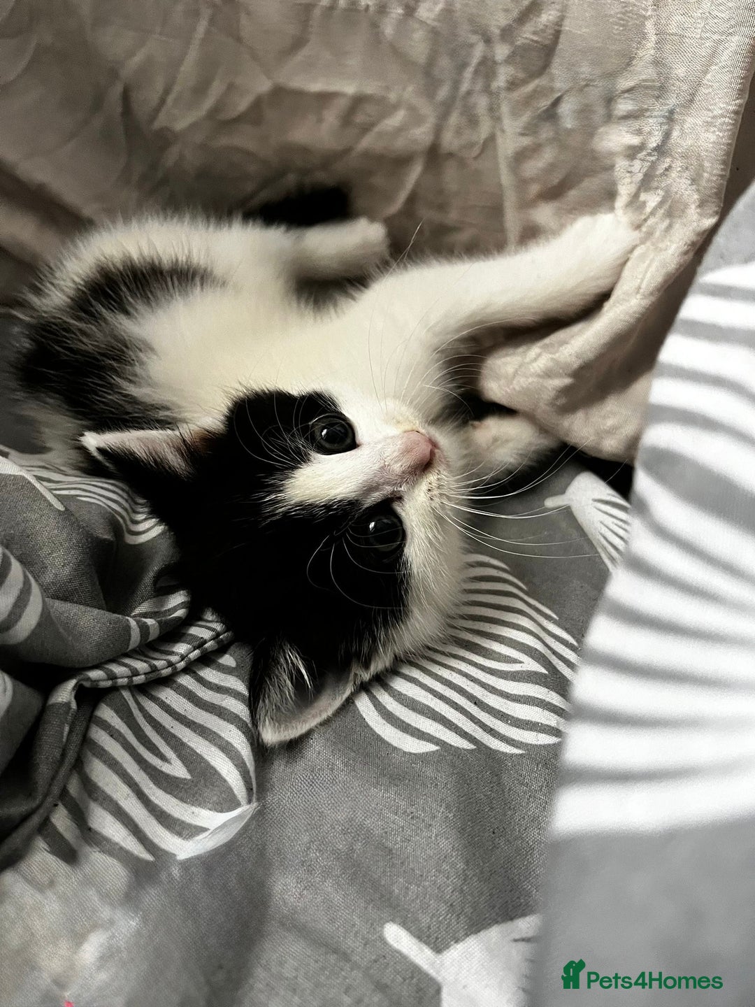 British Shorthair cats for sale: British Shorthair Kittens – Black & White & Beige - Image 1