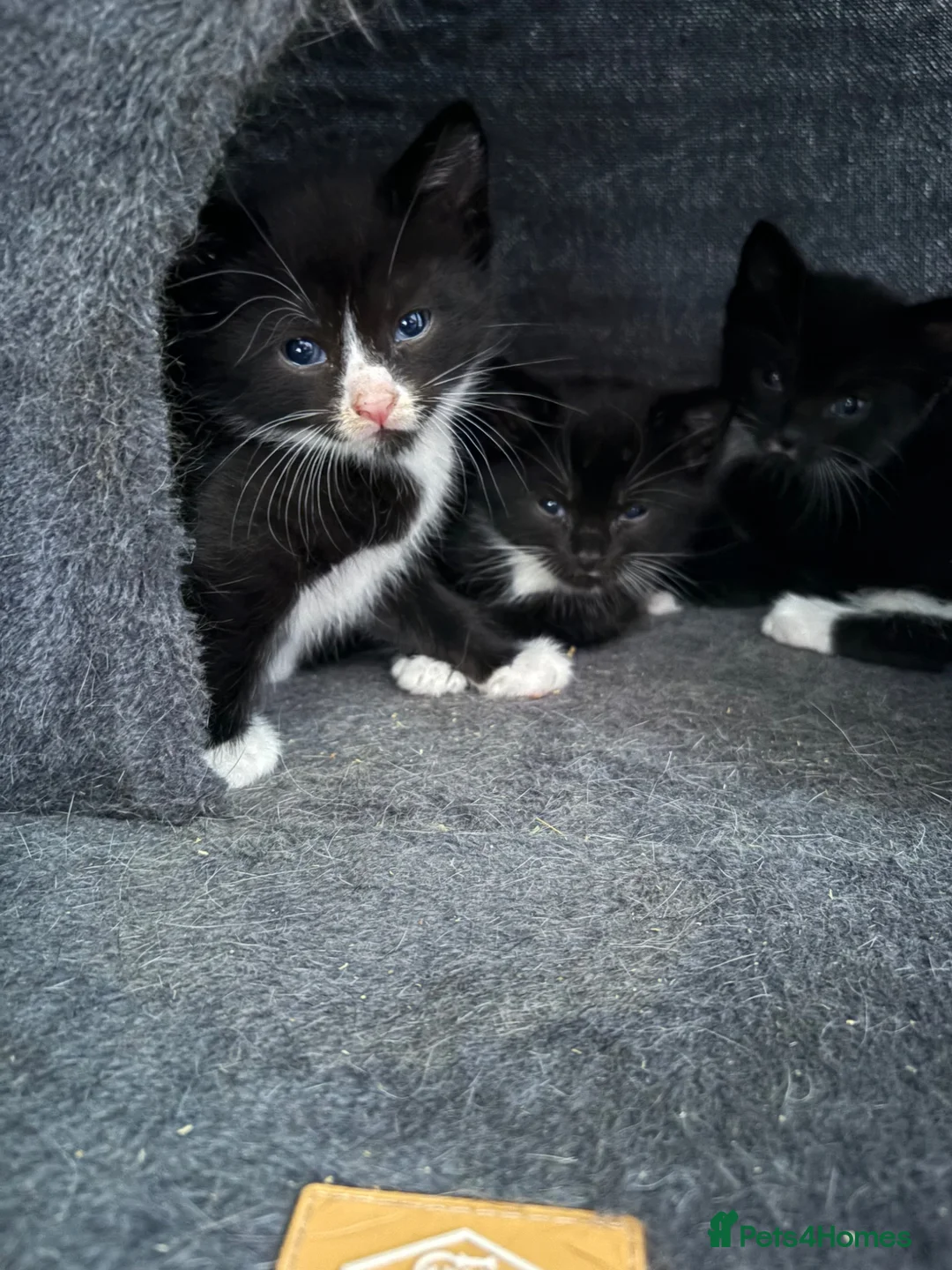 Domestic Shorthair cats for sale: 4 stunning babies  - Advert 2
