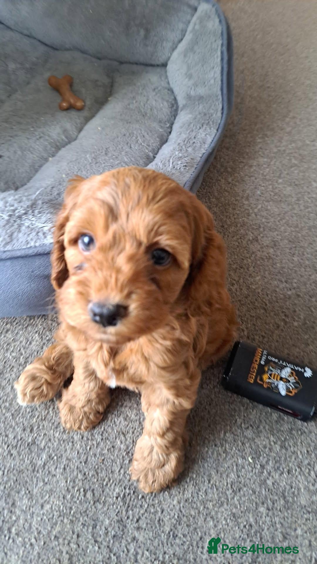 Cockapoo dogs Beautiful golden and white cockapoos - Advert 17