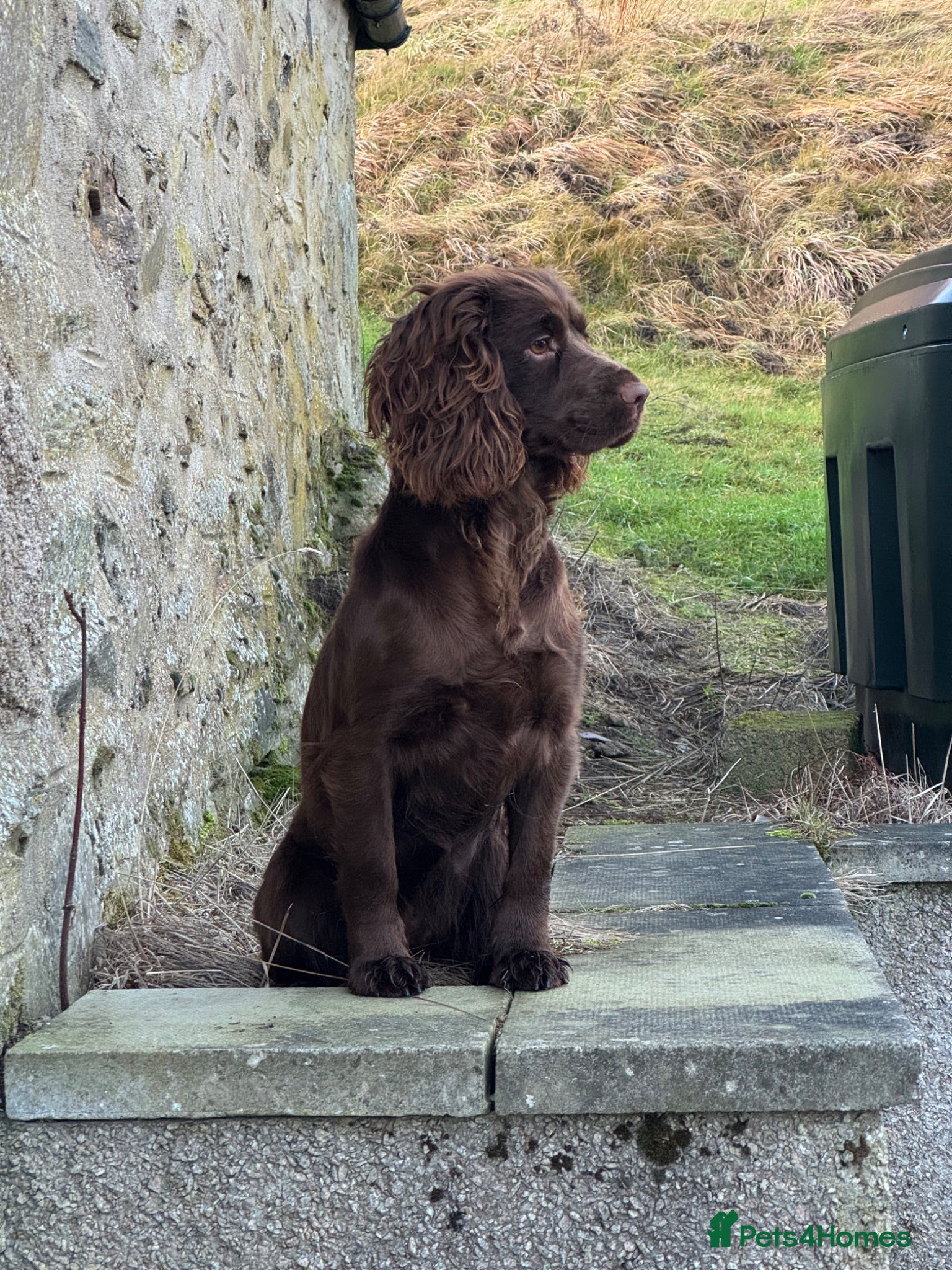 Sprocker dogs Sprocker pups for sale  - Advert 1