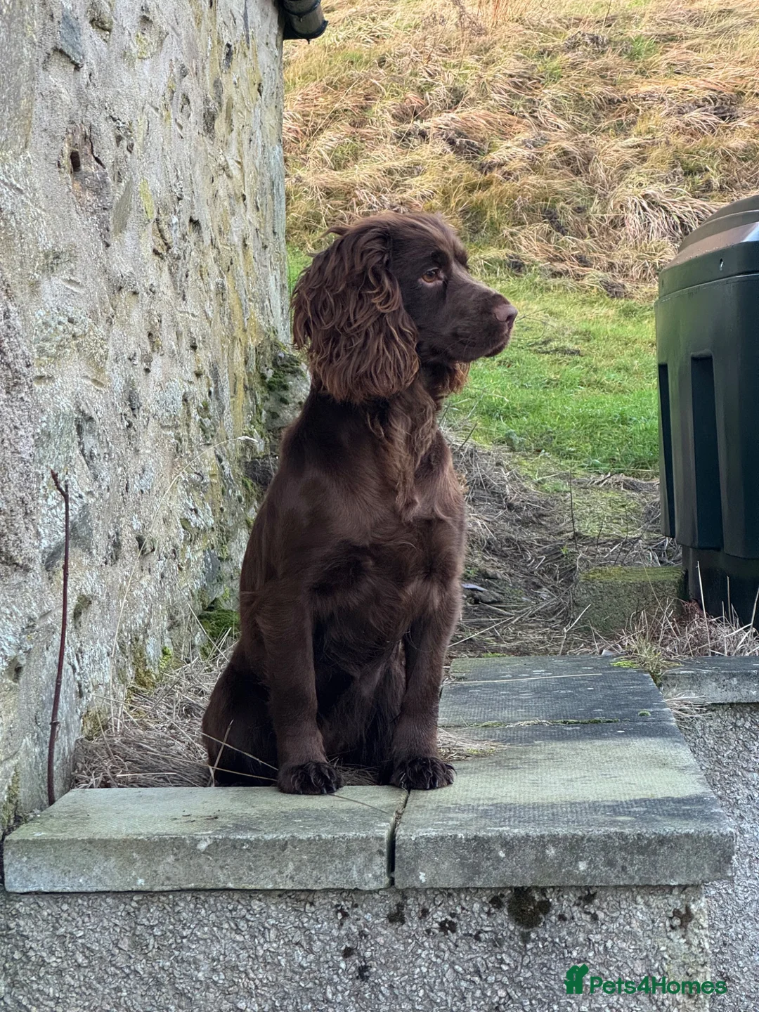 Sprocker dogs for sale: Sprocker pups for sale  - Advert 1