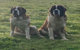Saint Bernard dogs for sale: Saint puppy from HIP & ELBOW tested parents  - Advert 5