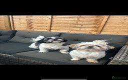 Shih Tzu dogs for sale: Shih tzu puppies - Image 2