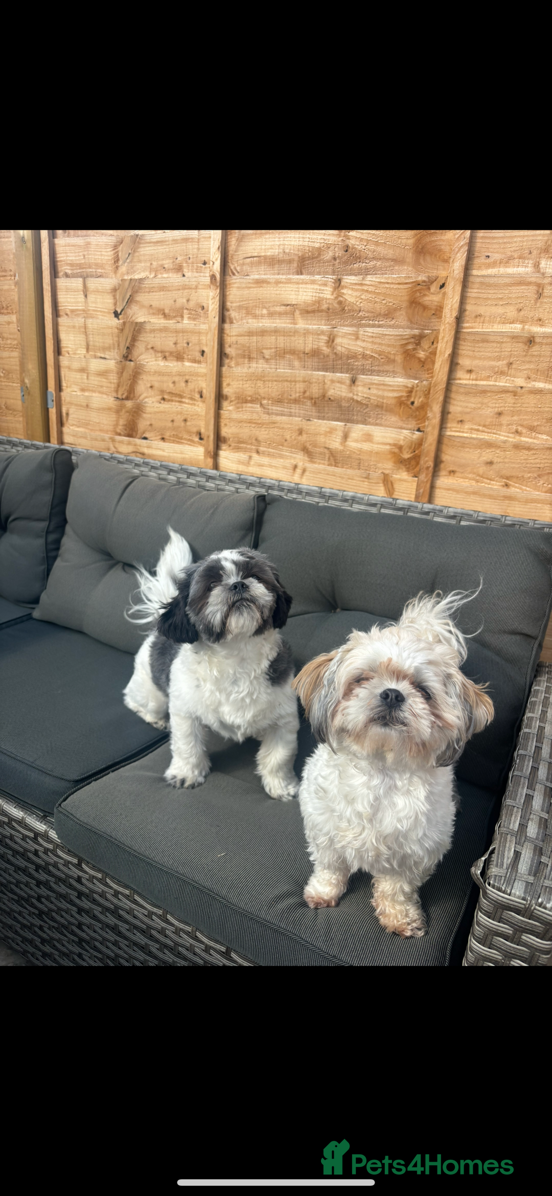 Shih Tzu dogs for sale: Shih tzu puppies - Image 2