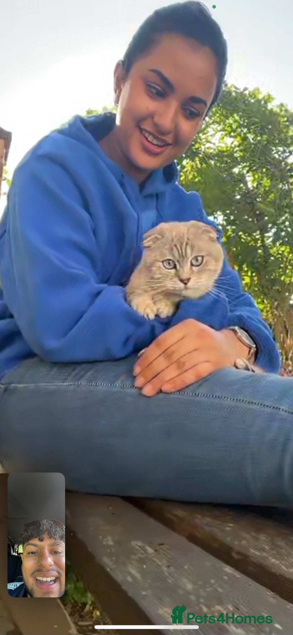 Mixed Breed cats Beautiful Scottish Fold Mix Kittens For Sale - Advert 4