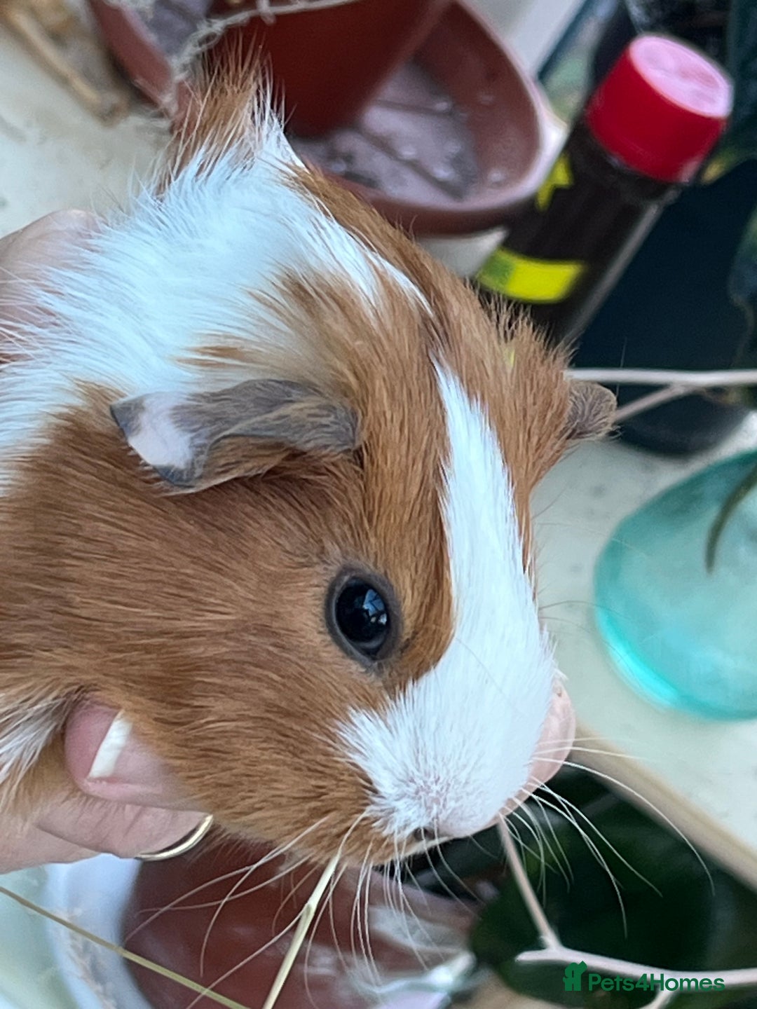 Guinea Pig rodents for sale: Mum & Baby female  - Advert 10