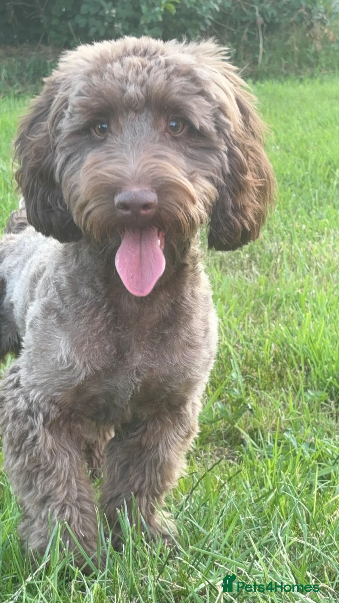Cockapoo dogs for sale: 1 year old cockapoo - Advert 1