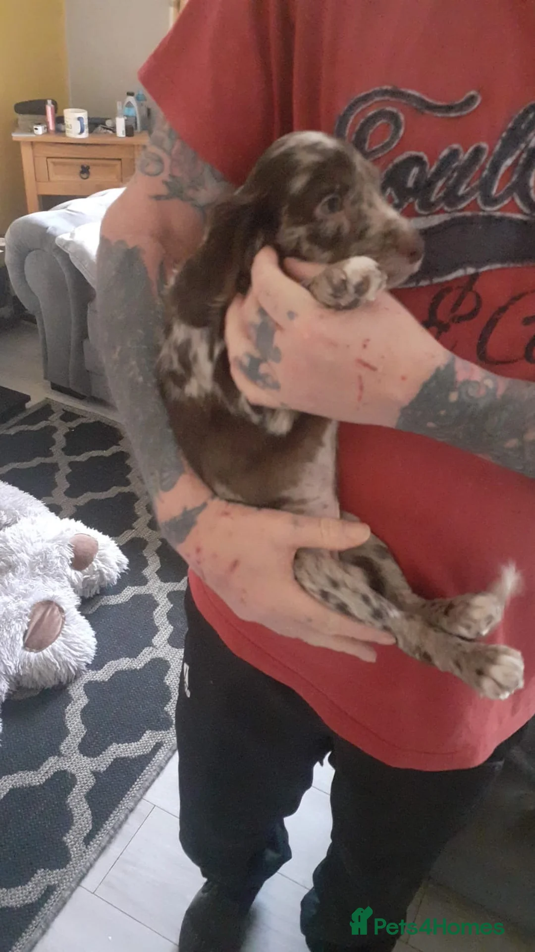 Cocker Spaniel dogs for sale: Chocolate Merle cocker spaniel bitch pup - Advert 2