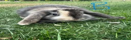 Mini Lop rabbits for sale: Mini Lop Rabbits For Sale  - Advert 12