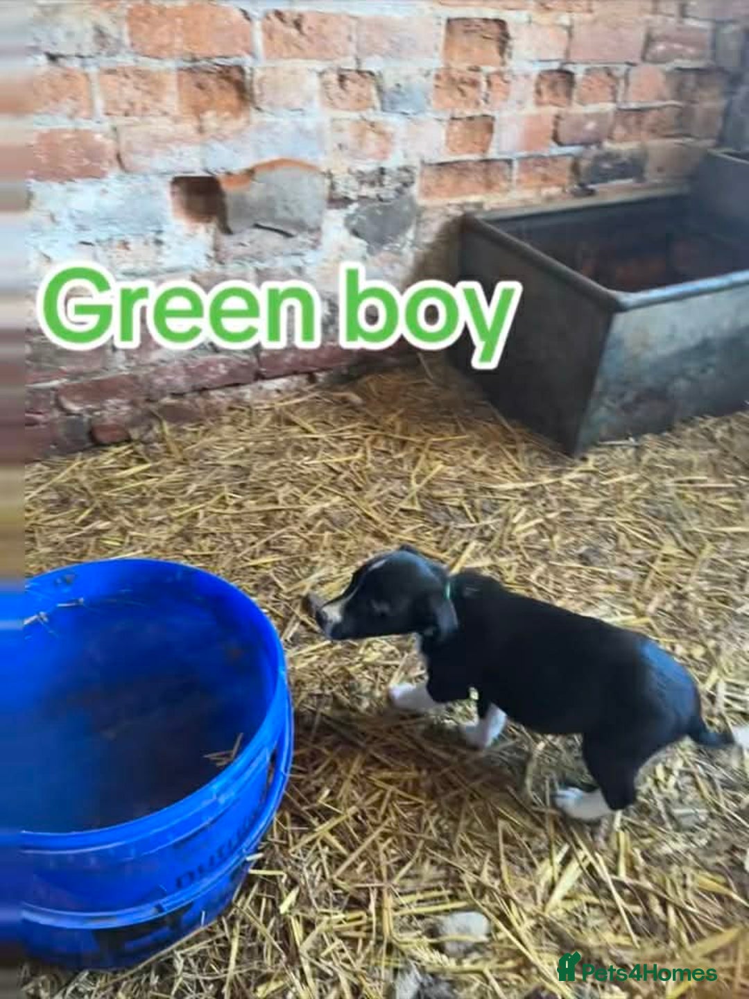 Mixed Breed dogs for sale: Collie pups for sale, ready now  - Advert 9