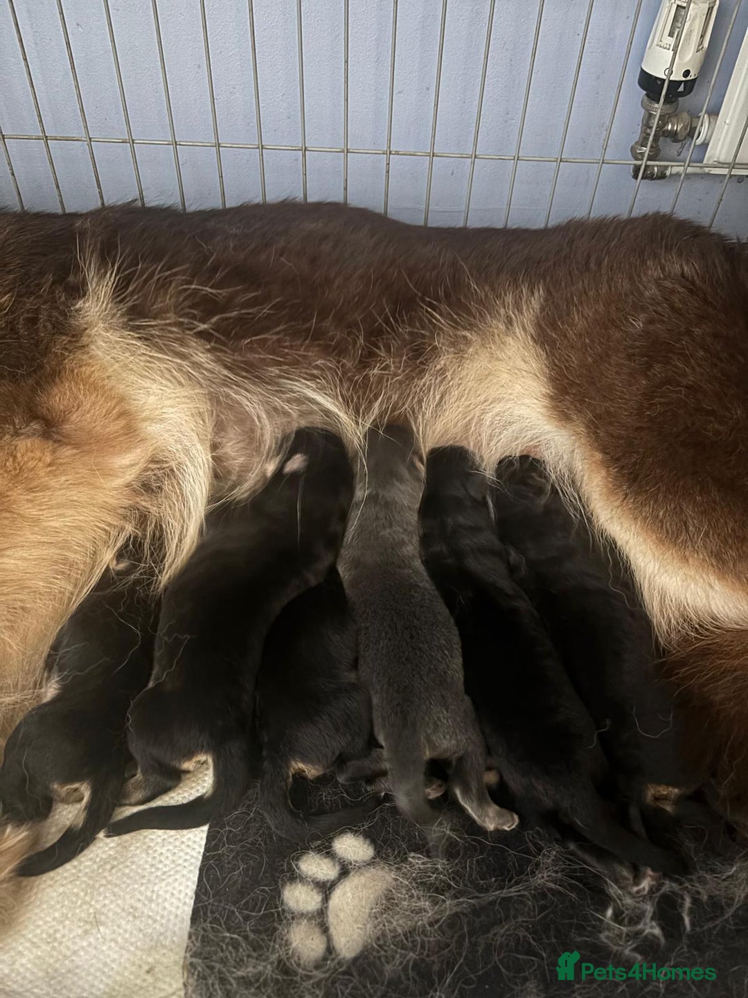 German Shepherd dogs for sale: 🐶 Beautiful KC Registered Puppies Available 🐶 - Advert 2