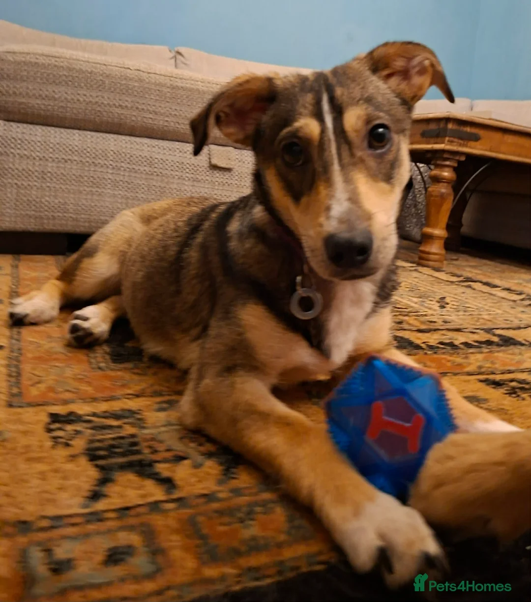 Mixed Breed dogs for adoption: Tallulah - north Walsham Norfolk  in North Walsham - Advert 1