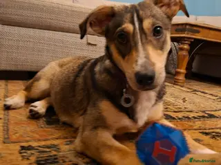 Mixed Breed dogs Tallulah - north Walsham Norfolk - Advert 1