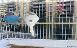 Budgerigars birds for sale: Birds - Image 3