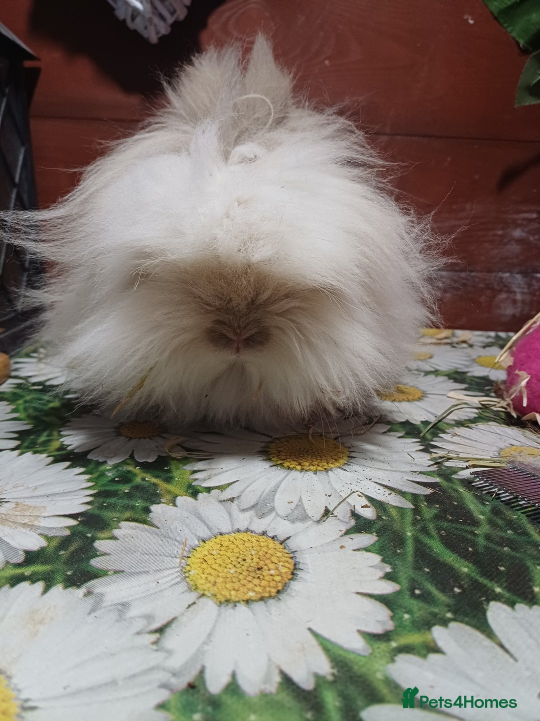 Lionhead rabbits for sale: Lionhead does - Advert 4
