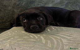 Mixed Breed dogs for sale: Beautiful Labrottie black boy  - Image 2