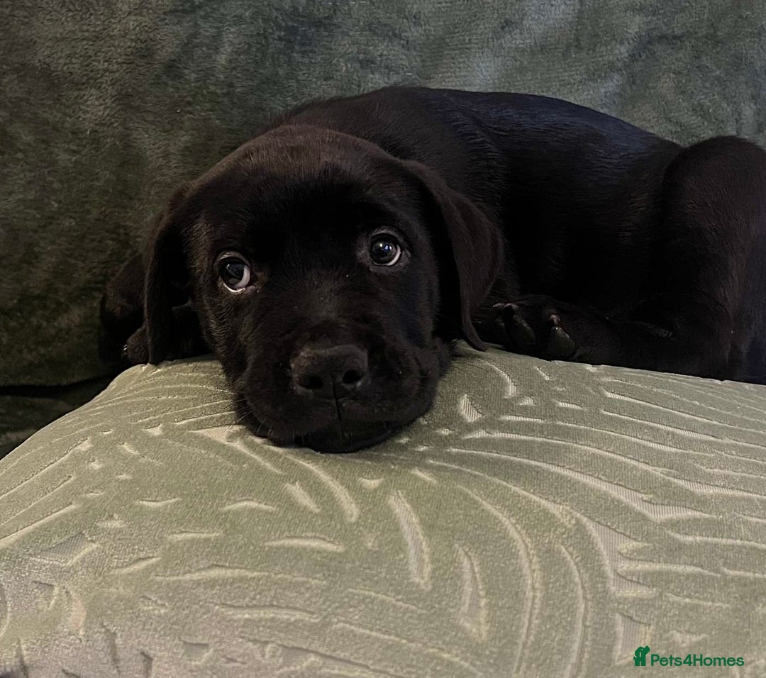 Mixed Breed dogs for sale: Beautiful Labrottie black boy  - Image 2