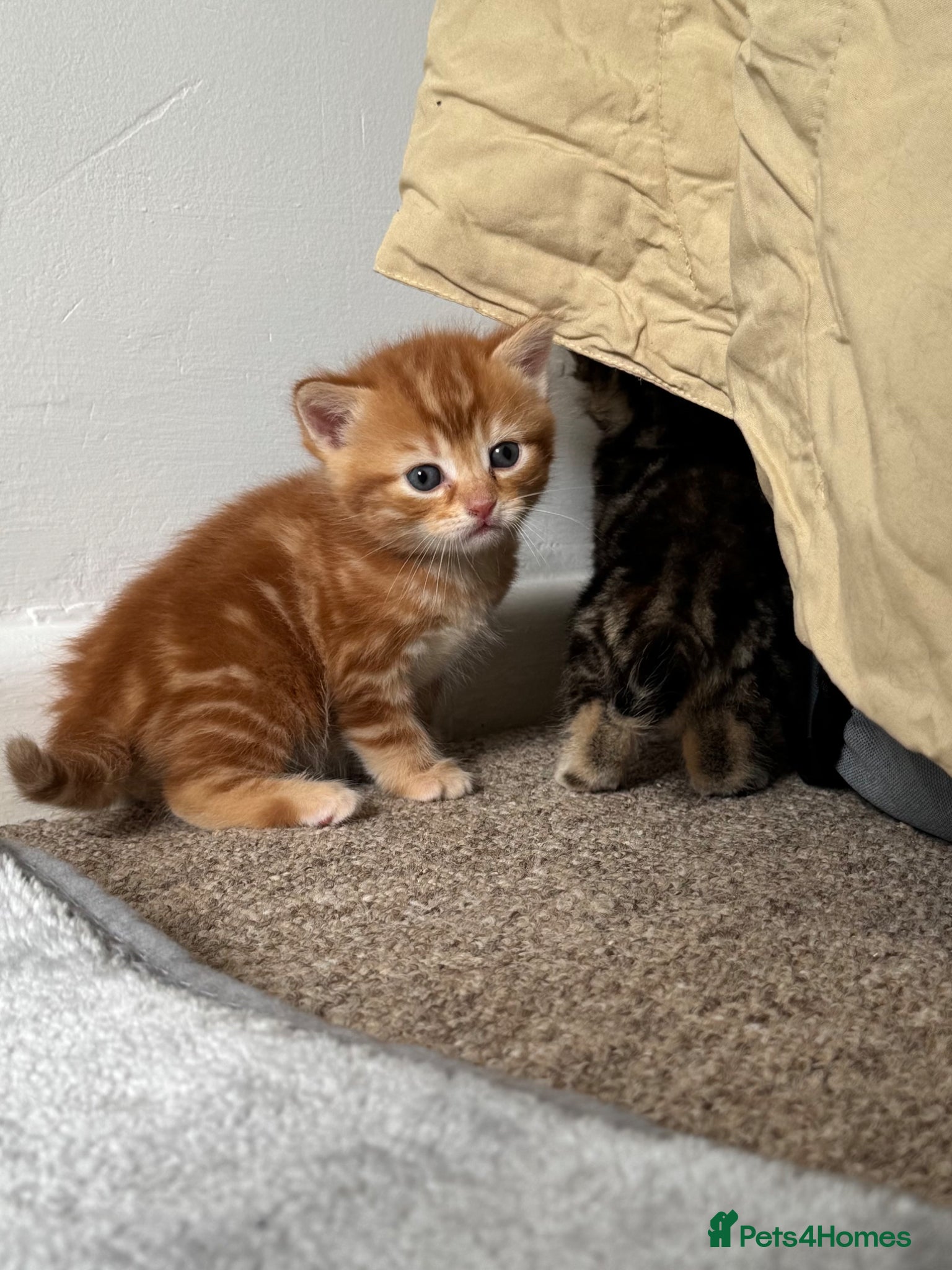 British Shorthair cats Half British Shorthair kittens - Advert 2