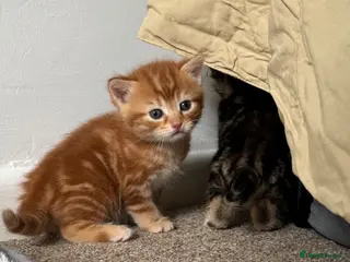 British Shorthair cats Half British Shorthair kittens - Advert 3