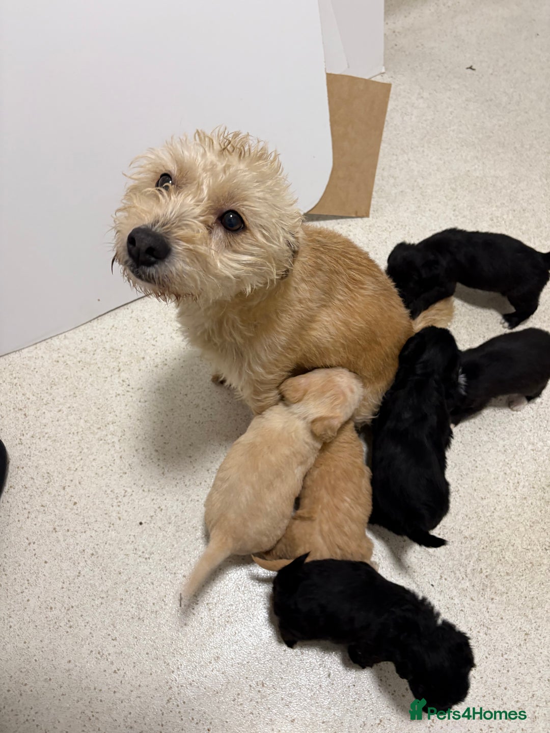 Jackapoo dogs for sale: KC Type jackapoo puppies ready to leave 3rd jan  - Advert 2