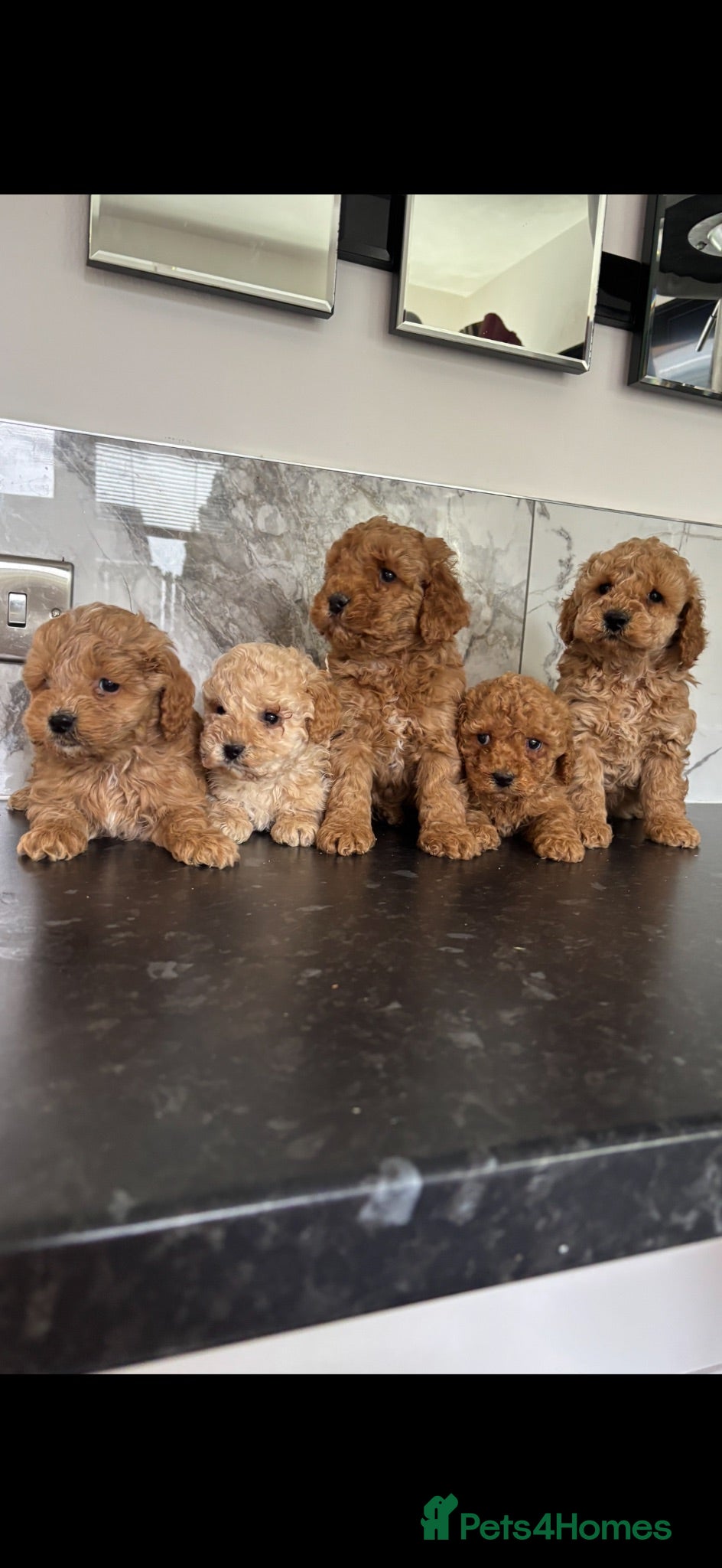 Maltipoo dogs Teddy bear maltipoo puppies  - Advert 3