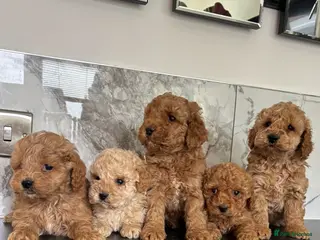 Maltipoo dogs Teddy bear maltipoo puppies - Advert 3
