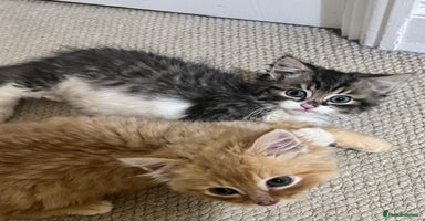 British Longhair cats ONLY 1 LEFT Very Attached Fluffy Kittens for Sale  - Advert 2