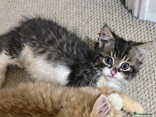 British Longhair cats 2 Very Attached Fluffy Kittens for Sale - Advert 8