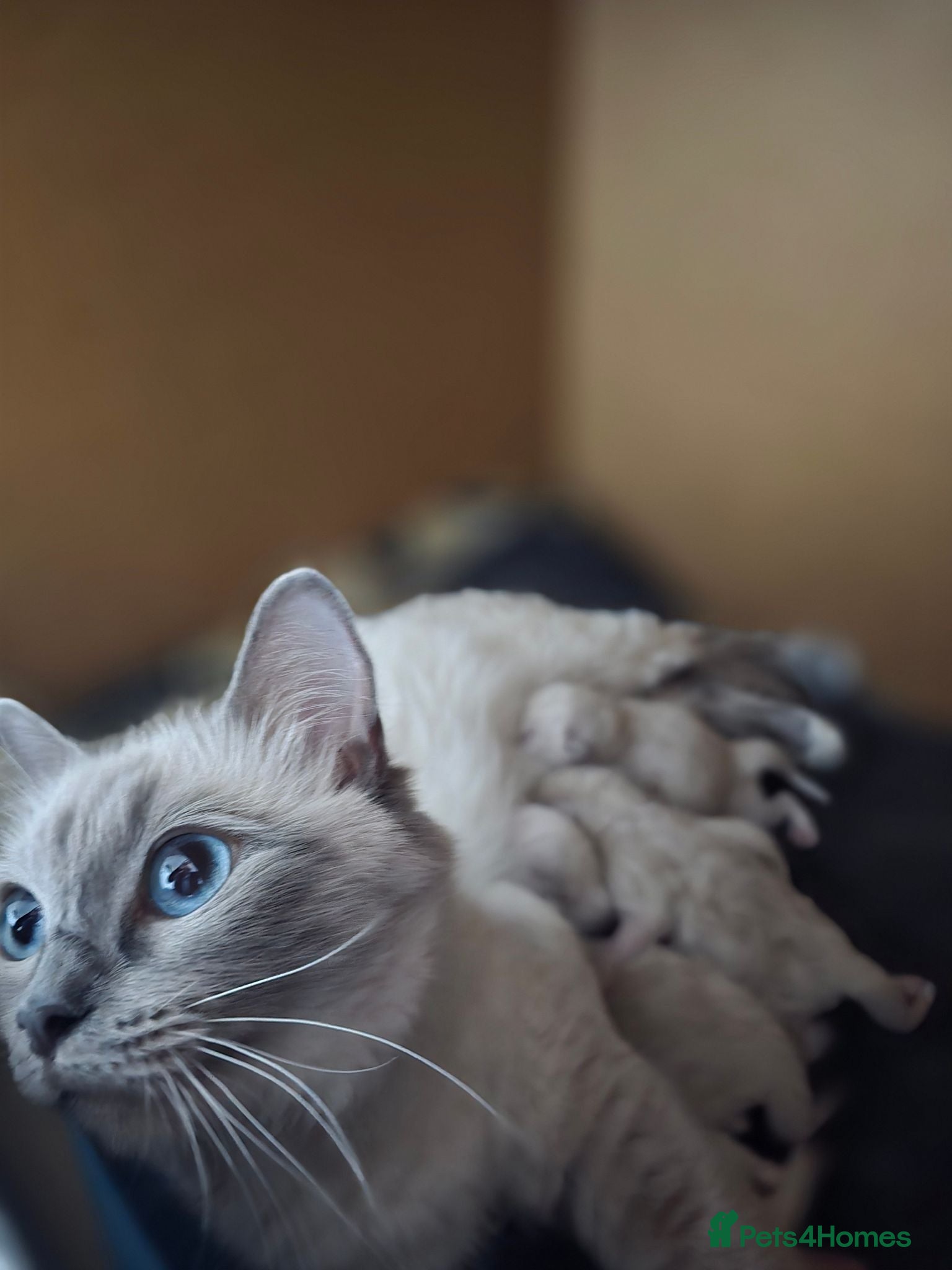 Ragdoll cats Ragdoll male kittens - Advert 4