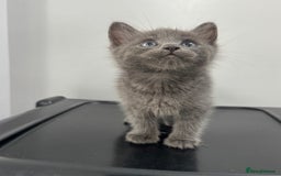 Mixed Breed cats for sale: Beautiful grey kitten  - Image 4