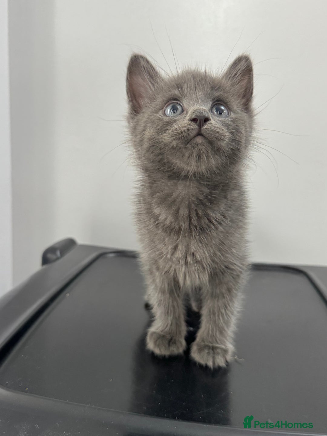 Mixed Breed cats for sale: Beautiful grey kitten  - Image 4