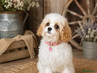 Cavapoochon dogs Extensively Health tested Ready to leave now 💕 - Advert 4