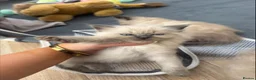 Ragdoll cats for sale: Blue Point Ragdoll Girl – Ready Now - Advert 8