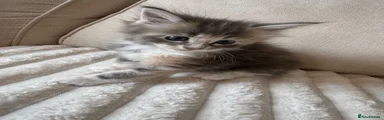 Ragcoon 6